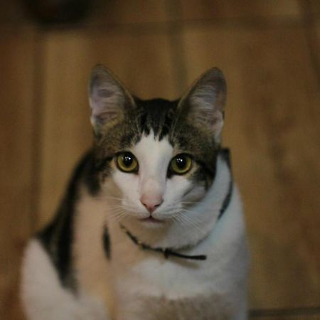 Everyday Cat Hostel Батумі Екстер'єр фото