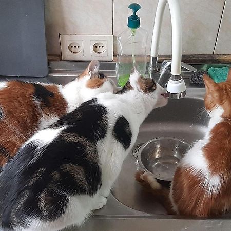 Everyday Cat Hostel Батумі Екстер'єр фото