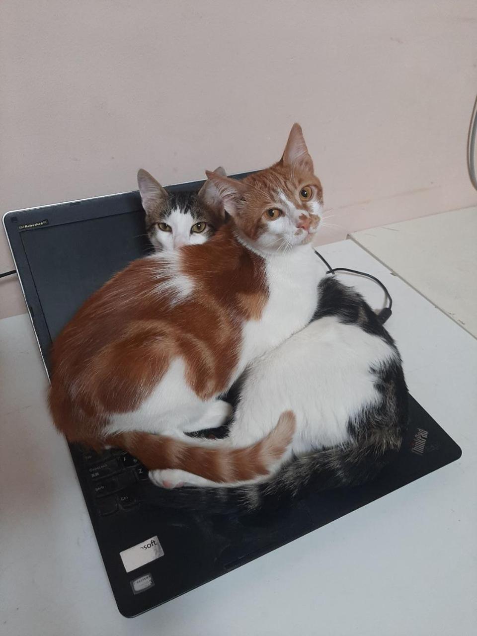 Everyday Cat Hostel Батумі Екстер'єр фото
