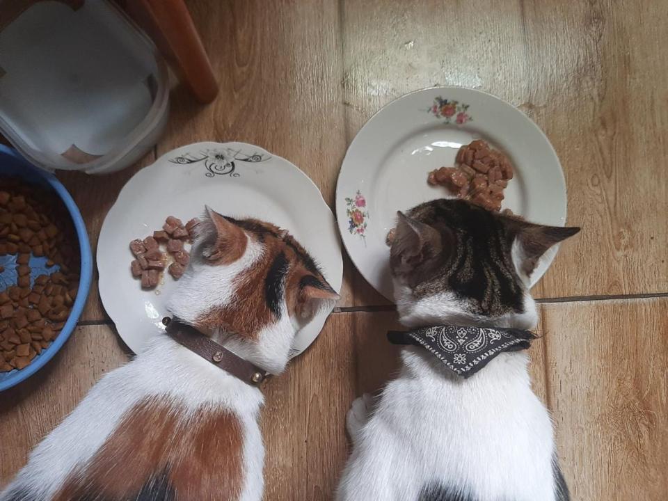 Everyday Cat Hostel Батумі Екстер'єр фото