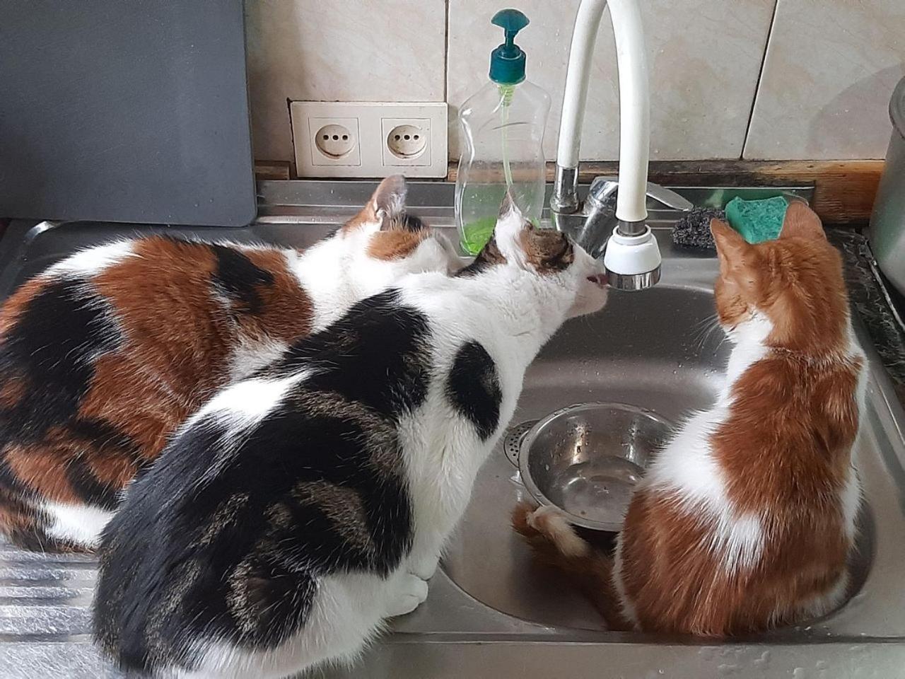 Everyday Cat Hostel Батумі Екстер'єр фото