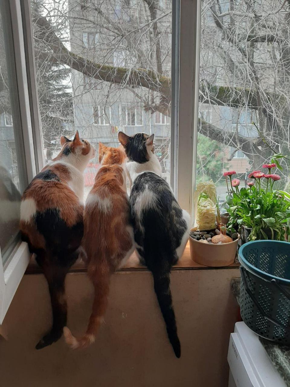 Everyday Cat Hostel Батумі Екстер'єр фото