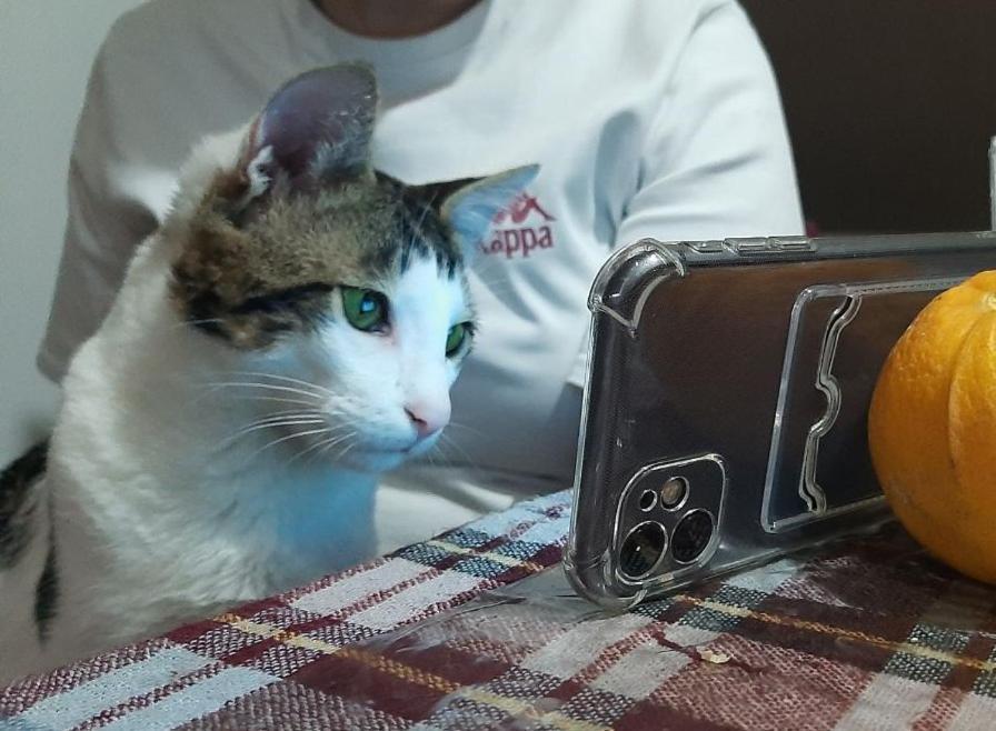 Everyday Cat Hostel Батумі Екстер'єр фото