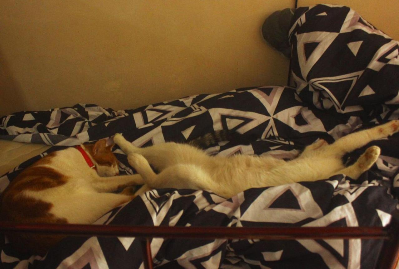 Everyday Cat Hostel Батумі Екстер'єр фото
